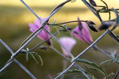 Close-up of plant