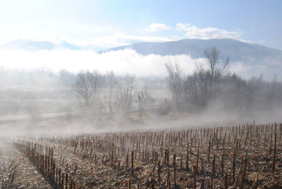 Scenic view of agricultural landscape against sky