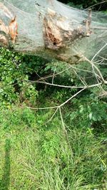 Moss growing on tree trunk