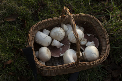 High angle view of mushrooms in basket on field