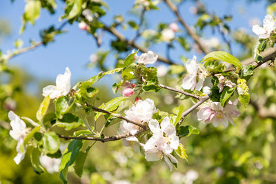 Close-up of white cherry blossom tree