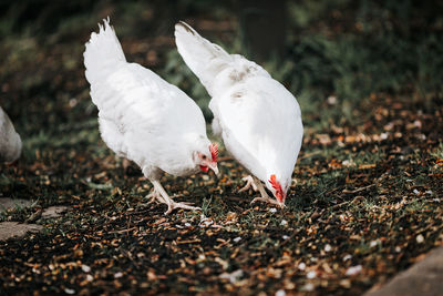 Close-up of birds in the field