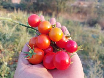 Midsection of person holding fruits