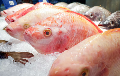 Close-up of fish for sale in market