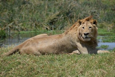 Lion relaxing on a field