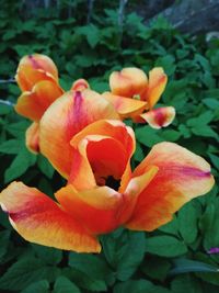 Close-up of day lily blooming outdoors