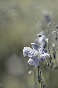 Close-up of white flowering plant