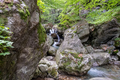 Stream flowing through rocks in forest