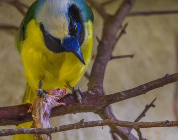 Close-up of parrot perching on branch