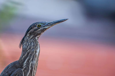 Close-up of a bird