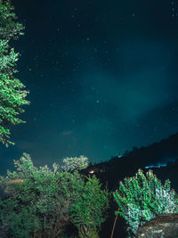 Low angle view of trees against sky at night