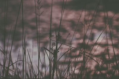 Close-up of wheat plants on field against sky