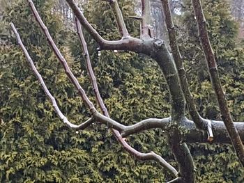 Trees growing in forest