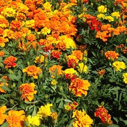 Full frame of yellow flowers