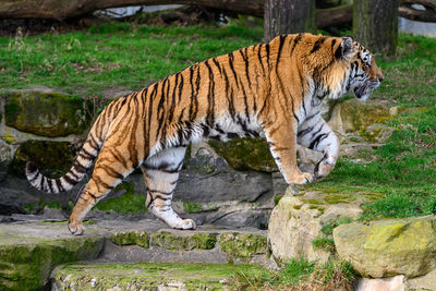 Tiger  in a zoo