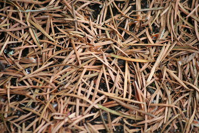 Full frame shot of firewood