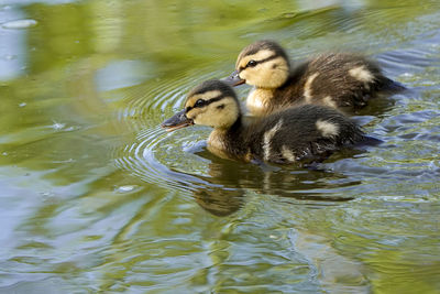 Duck swimming in a lake