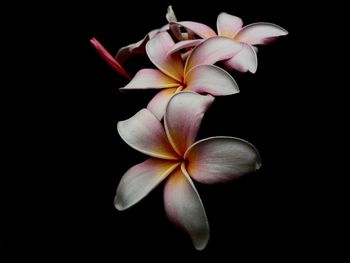 Close-up of frangipani flowers against black background