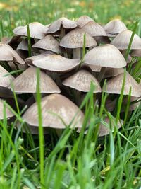 Close-up of mushrooms growing on field
