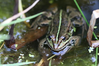 Close-up of frog in lake