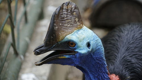 Close-up of a bird