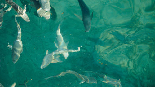 High angle view of fish swimming in sea