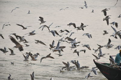 Flock of birds flying over beach