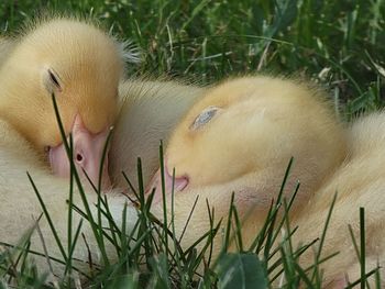 Sleeping ducklings 