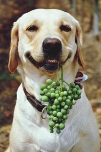 Close-up of a funny dog