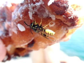 Close-up of insect on flower