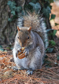 Close-up of squirrel eating a walnut