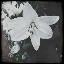 Close-up of white flowers blooming outdoors