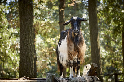 Horse standing in a forest