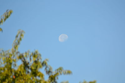 Low angle view of moon against clear blue sky