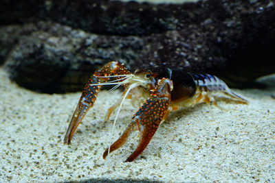 Close-up of crab on rock