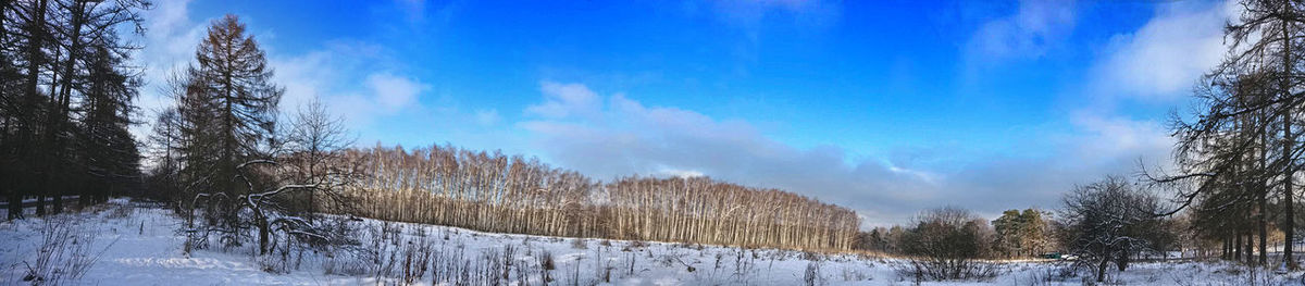 Panoramic view of trees against sky during winter