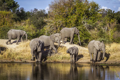 Elephants by lake