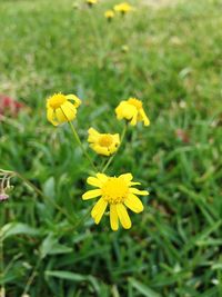 Yellow flowers blooming on field