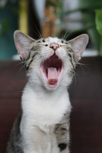 Close-up of cat yawning