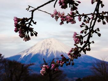 Close-up of flowers blooming on tree against sky