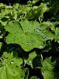 Full frame shot of wet leaf