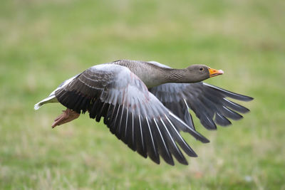 Close-up of a bird flying