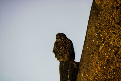 Low angle view of eagle perching on wall against sky