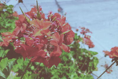 Close-up of flowers
