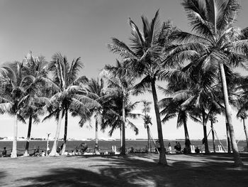 Palm trees on beach against clear sky