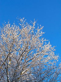 Low angle view of tree against blue sky