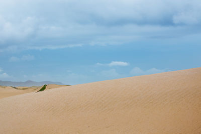 Bird perching on sand at desert