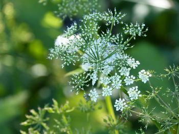 Close-up of flowering plant