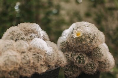 Close-up of plant