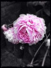 Close-up of pink flower blooming